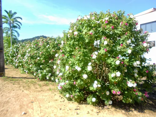 Гибискус Фото куст с белыми цветами