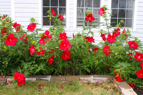 Гибискус Фото группа красных цветов перед домом