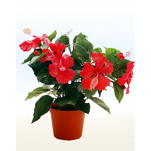 Гибискус Фото растение с красными цветами