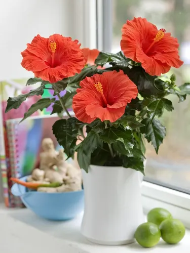 Гибискус Фото пара цветов в вазе