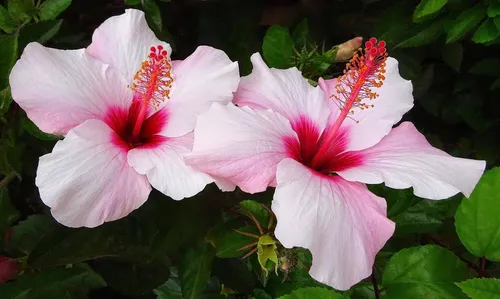 Гибискус Фото пара розовых и белых цветов