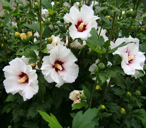 Гибискус Фото группа белых цветов