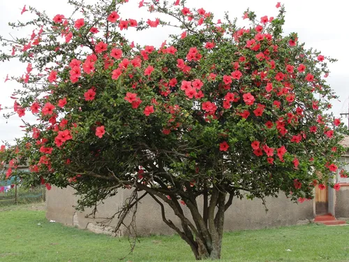 Гибискус Фото дерево с розовыми цветами