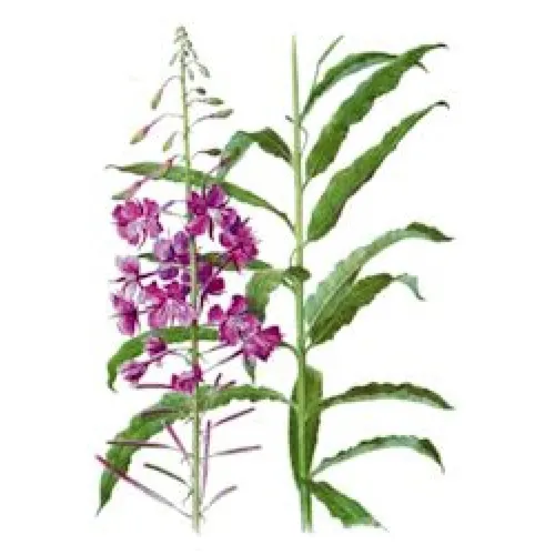 Иван Чай Фото растение с фиолетовыми цветами