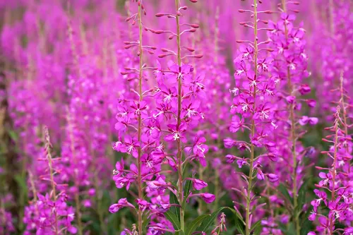 Иван Чай Фото группа фиолетовых цветов