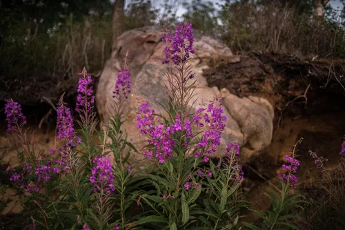 Иван Чай Фото фиолетовые цветы на скале