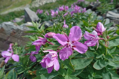 Иван Чай Фото фиолетовые цветы на растении