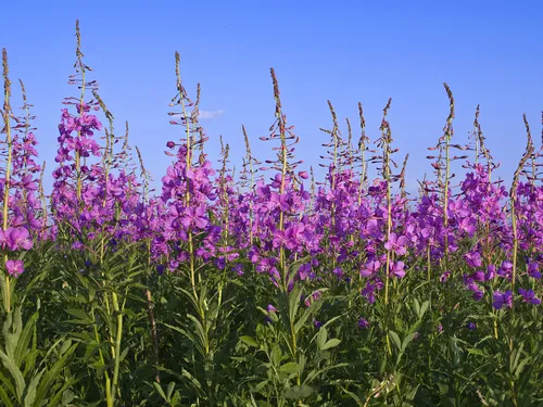 Иван Чай Фото поле фиолетовых цветов