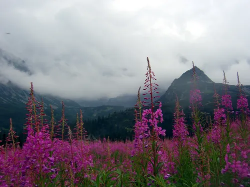 Иван Чай Фото поле цветов с горами на заднем плане