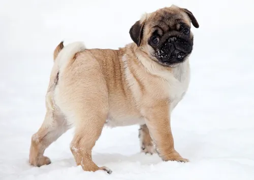 Мопс Фото маленькая собака, стоящая на снегу