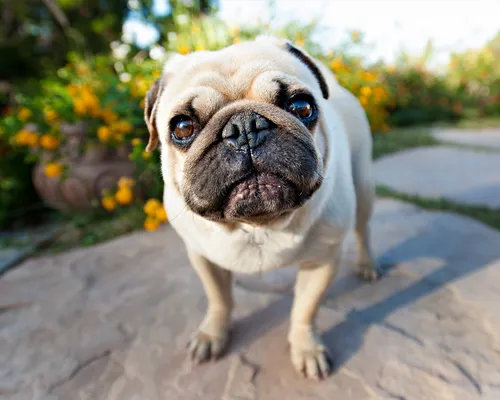 Мопс Фото собака с грустным лицом