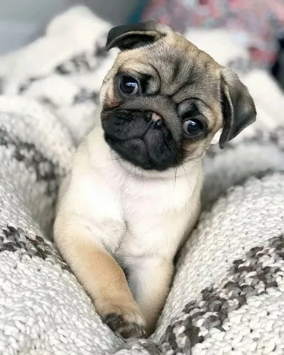 Мопс Фото маленькая собачка, лежащая на одеяле