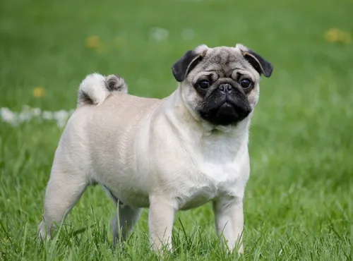 Мопс Фото маленькая собака, стоящая на травянистой местности