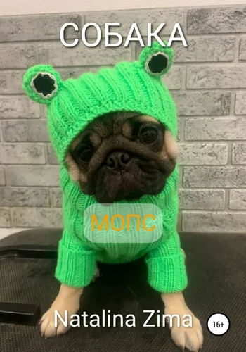 Мопс Фото собака в зеленой рубашке и зеленой шляпе