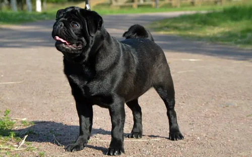 Мопс Фото черная собака на грунтовой дороге