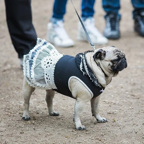 Мопс Фото собака в свитере