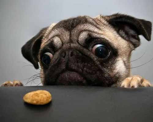 Мопс Фото собака смотрит на печенье