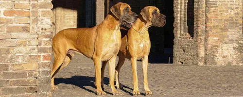 Собаки Фото две собаки, стоящие рядом друг с другом