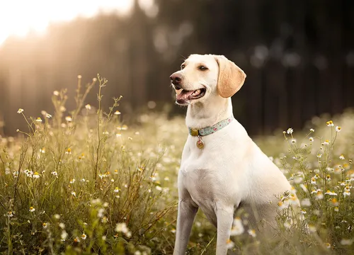 Собаки Фото собака, стоящая в поле