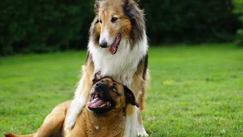 Собаки Фото пара собак играет в траве