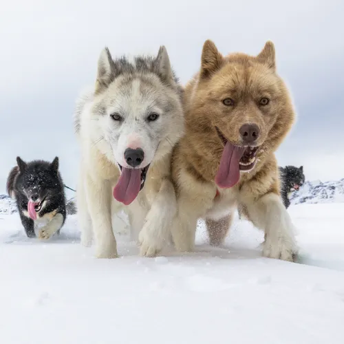 Собаки Фото группа собак, бегущих по снегу