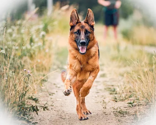 Собаки Фото собака бежит по грунтовой дорожке