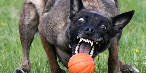 Собаки Фото собака с мячом во рту