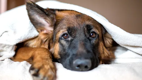 Собаки Фото собака, лежащая на одеяле