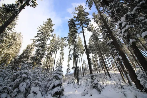 Зимы Фото заснеженный лес с деревьями