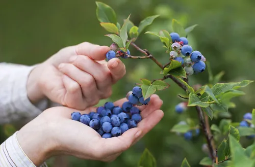 Черника Фото руки держат голубые ягоды