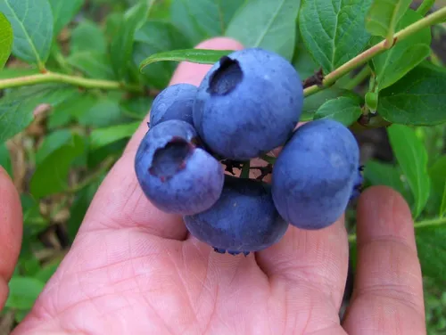 Черника Фото рука, держащая голубые ягоды