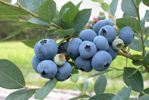 Черника Фото куча синих ягод на дереве