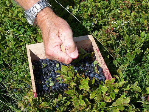 Черника Фото рука, держащая ящик с виноградом