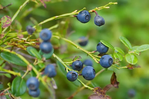 Черника Фото группа синих ягод на ветке