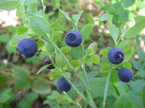 Черника Фото синие ягоды на растении