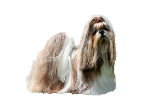Ши Тцу Фото бело-коричневая собака