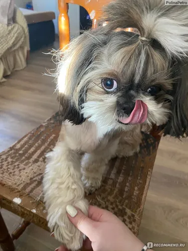 Ши Тцу Фото собака с высунутым языком
