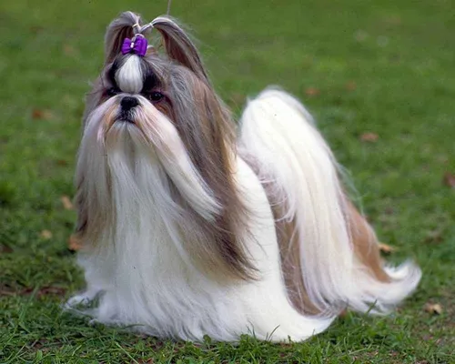 Ши Тцу Фото собака с цветком в шерсти