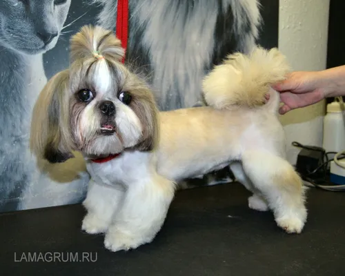 Ши Тцу Фото собака в парике