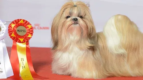 Ши Тцу Фото собака сидит на красной ковровой дорожке