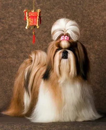 Ши Тцу Фото собака с короной