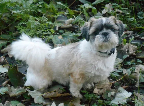 Ши Тцу Фото собака, стоящая в куче листьев