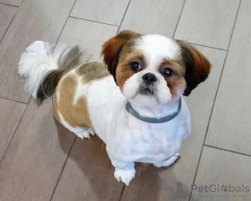 Ши Тцу Фото собака в свитере