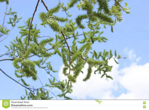 Верба Фото дерево с зелеными листьями