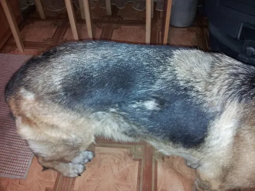 Грибковый Дерматит Фото собака, лежащая на коврике