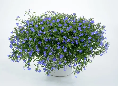 Лобелия Фото синий цветок в белой вазе