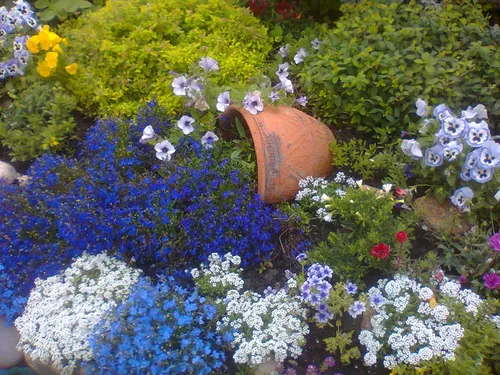 Лобелия Фото горшок с цветами в саду