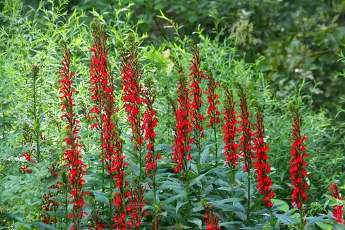 Лобелия Фото группа растений с красными цветами