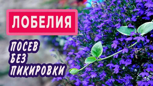 Лобелия Фото знак с фиолетовыми цветами