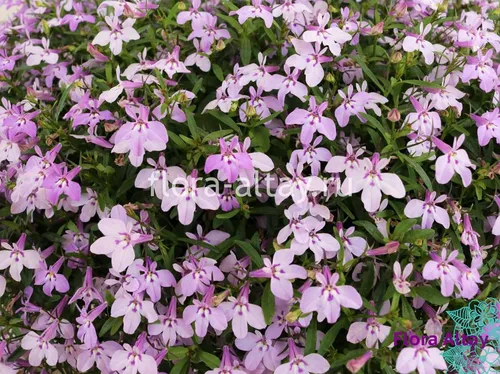 Лобелия Фото куст фиолетовых цветов на фоне сиреневых садов Хульды Клагер